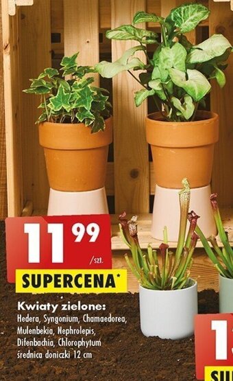 Biedronka Kwiaty zielone oferta