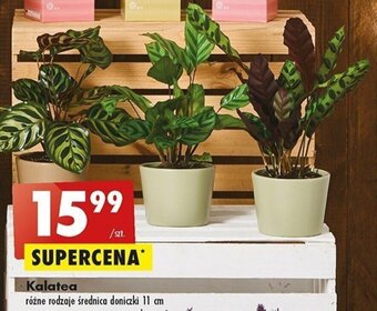 Biedronka Kalatea oferta