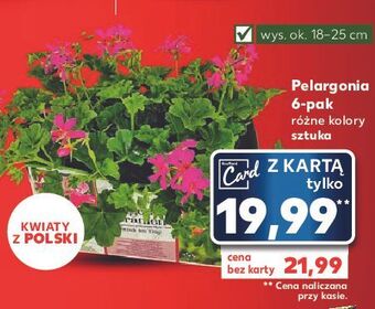 Kaufland Pelargonia oferta