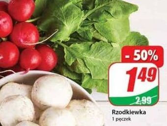 Dino Rzodkiewka oferta