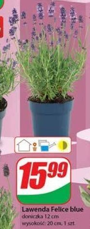 Dino Lawenda felice light 12 cm oferta