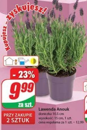 Dino Lawenda anouk 10.5 cm oferta