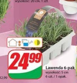 Dino Lawenda oferta