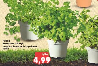 Kaufland Pietruszka oferta