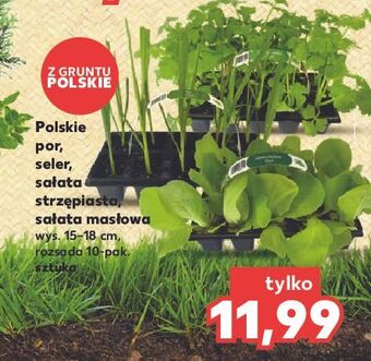 Kaufland Sałata masłowa oferta