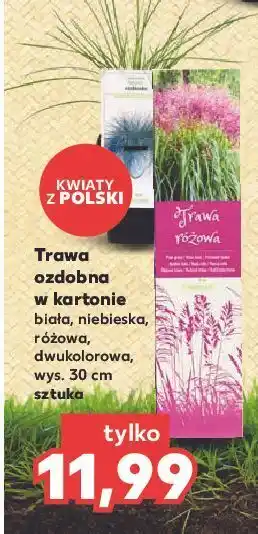 Kaufland Trawa dwukolorowa oferta