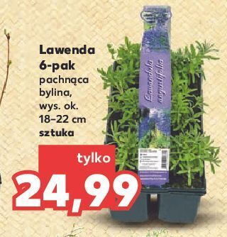 Kaufland Lawenda oferta