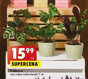 Biedronka Kalatea 11 cm oferta