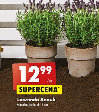 Biedronka Lawenda anouk 12 cm oferta