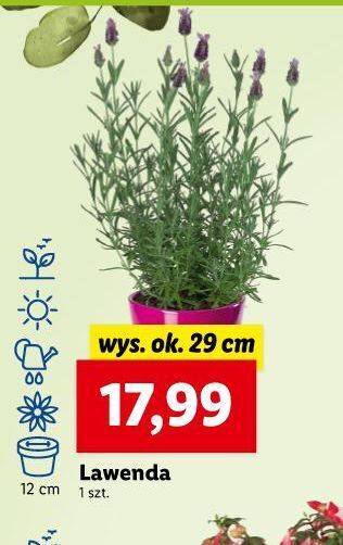 Lidl Lawenda oferta