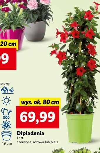 Lidl Dipladenia oferta