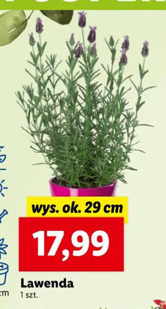 Lidl Lawenda 1 szt. oferta