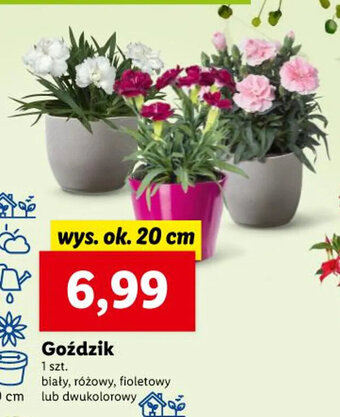 Lidl Goździk 1 szt. oferta
