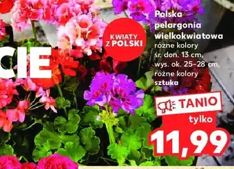 Kaufland Pelargonia wielkokwiatowa oferta