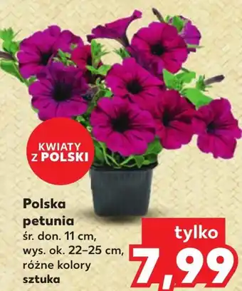 Kaufland Petunia oferta