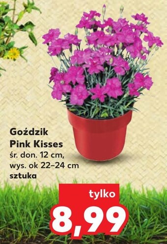 Kaufland Goździk oferta