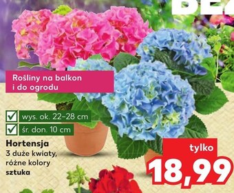 Kaufland Hortensja oferta