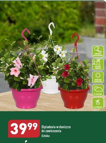 ALDI Dipladenia don. 19 różowa oferta