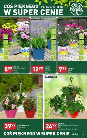 ALDI Stokrotka afrykańska don. 10.5 cm garden line oferta