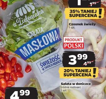 Netto Sałata w doniczce oferta