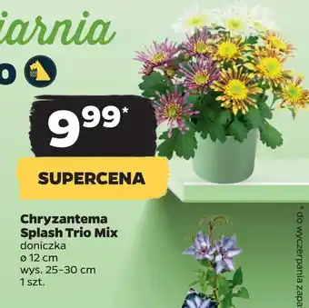 Netto Chryzantema splash trio mix oferta