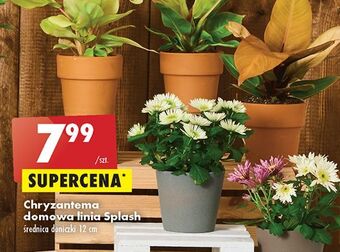 Biedronka Chryzantema domowa oferta
