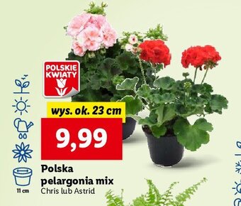 Lidl Pelargonia chris don. 23 cm oferta