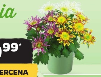 Netto Chryzantema oferta
