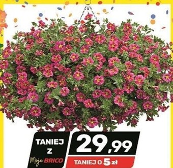Bricomarche Roślina doniczkowa oferta