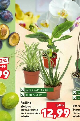 Kaufland Roślina zielona oferta