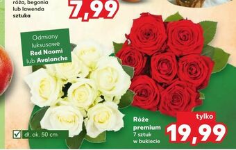 Kaufland Róże premium oferta