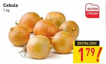 Stokrotka Cebula oferta