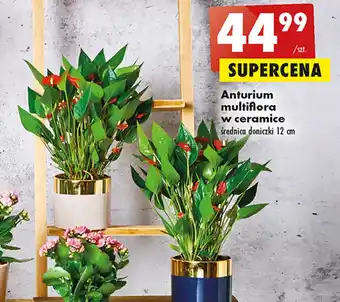 Biedronka Anturium multiflora w ceramice oferta