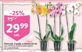 Auchan Storczyk 2-pędowy oferta