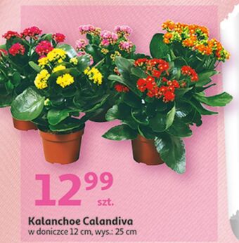Auchan Kalanchoe oferta