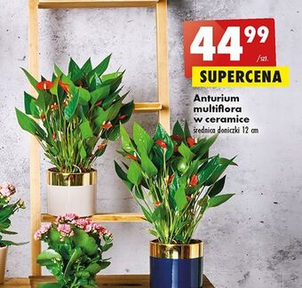 Biedronka Anturium multiflora w ceramice 12 cm oferta
