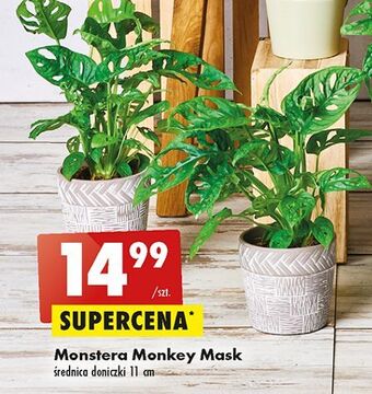 Biedronka Monstera monkey mask 11 cm oferta