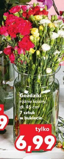 Kaufland Goździki 45 cm oferta