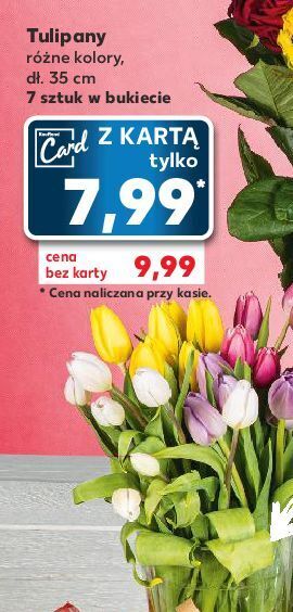 Kaufland Tulipany 35 cm oferta