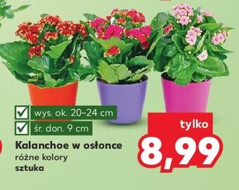 Kaufland Kalanchoe oferta