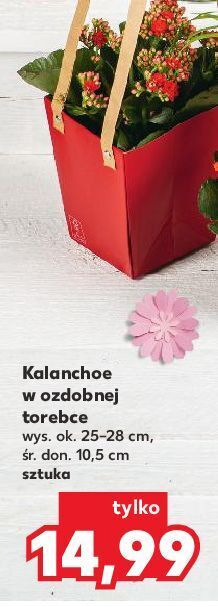 Kaufland Kalanchoe oferta