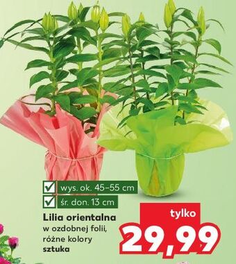 Kaufland Lilia orientalna 13 cm oferta