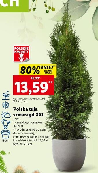 Lidl Tuja szmaragd oferta