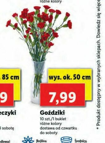 Lidl Goździki oferta