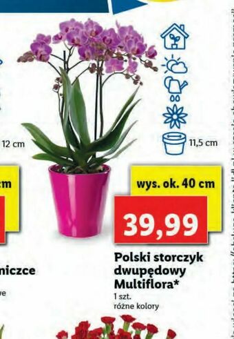 Lidl Polski storczyk dwupędowy Multiflora oferta