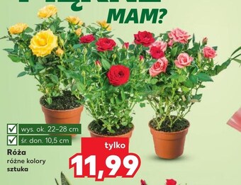 Kaufland Róża oferta