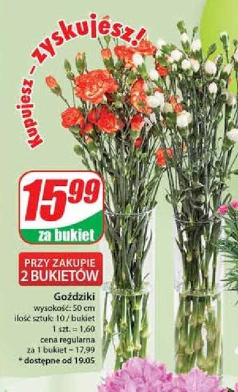 Dino Goździki oferta