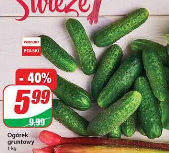 Dino Ogórki gruntowe oferta