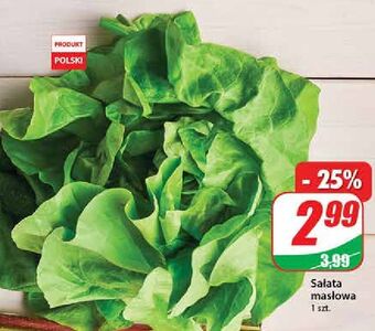 Dino Sałata masłowa oferta