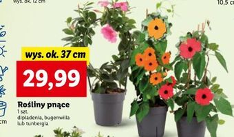 Lidl Dipladenia oferta